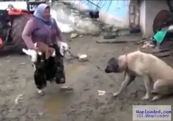 Bizarre Footage Shows Dog Breastfeeding Baby Goats (Photos+Video)